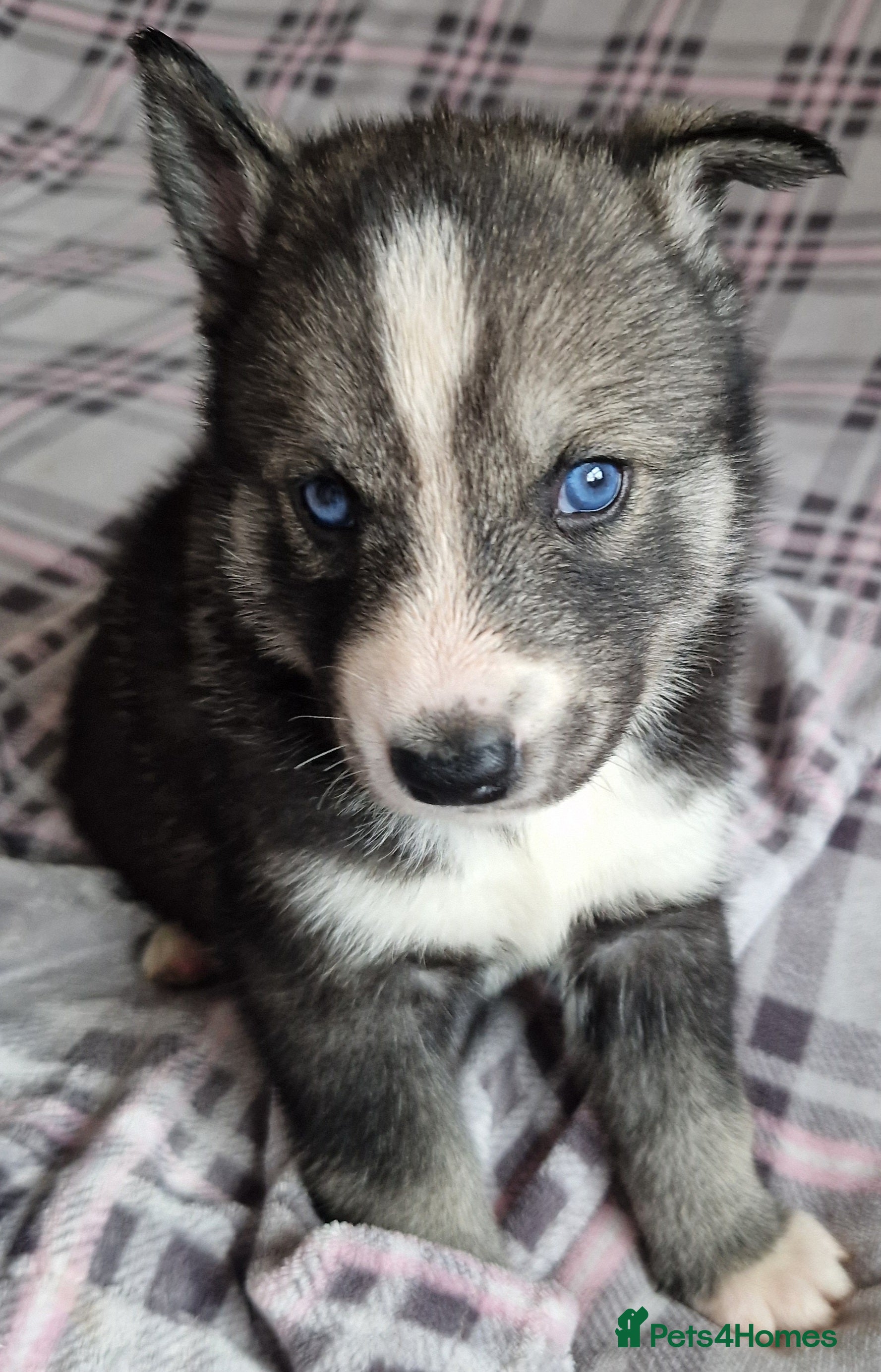 Siberian Husky dogs  Beautiful full breed siberian husky Pups ❤️ - Advert 4