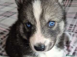 Siberian Husky dogs Beautiful full breed siberian husky Pups ❤️ - Advert 4