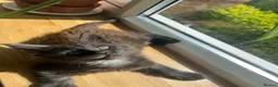Maine Coon cats for sale: ⭐️Beautiful Maine Coon Kittens⭐️ - Advert 26