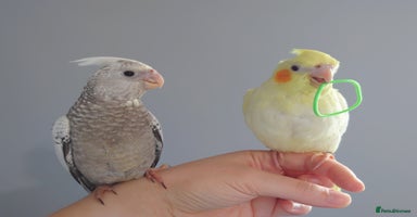 Cockatiels birds - Advert 12