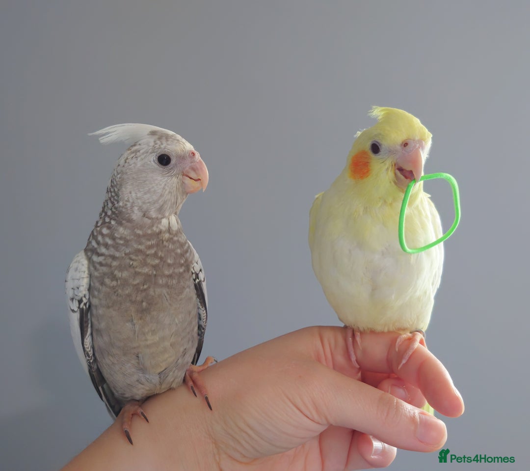Cockatiels birds for sale: Hand reared silly tame DNA sexed baby cockatiels  - Image 3