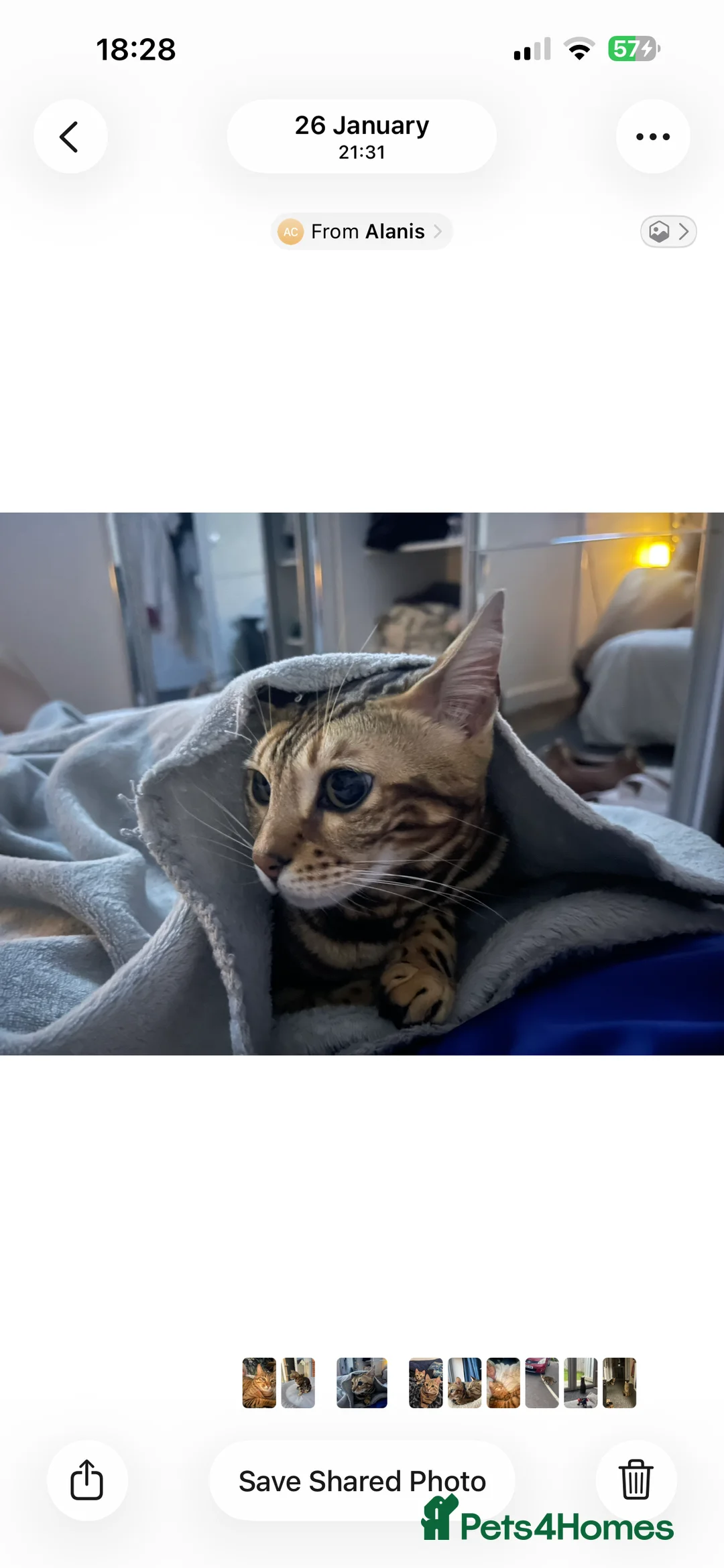 Bengal cats for sale: Rose  in Preston - Advert 4