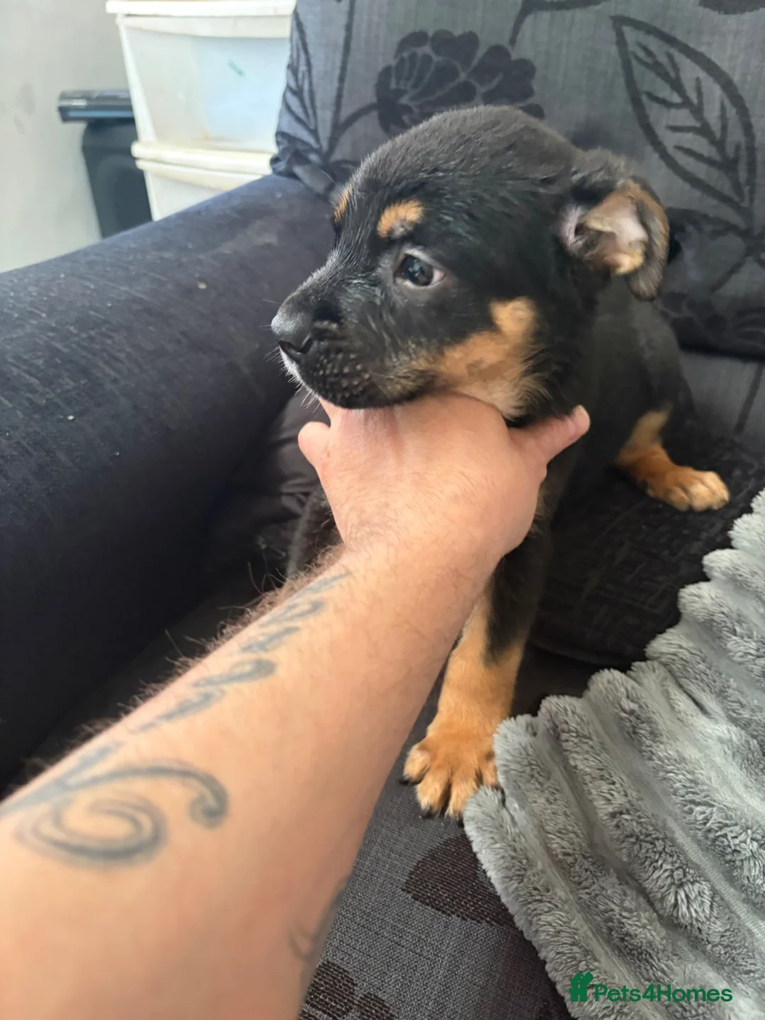 Mixed Breed dogs for sale: olde time bulldog cross german shepherd  - Advert 11