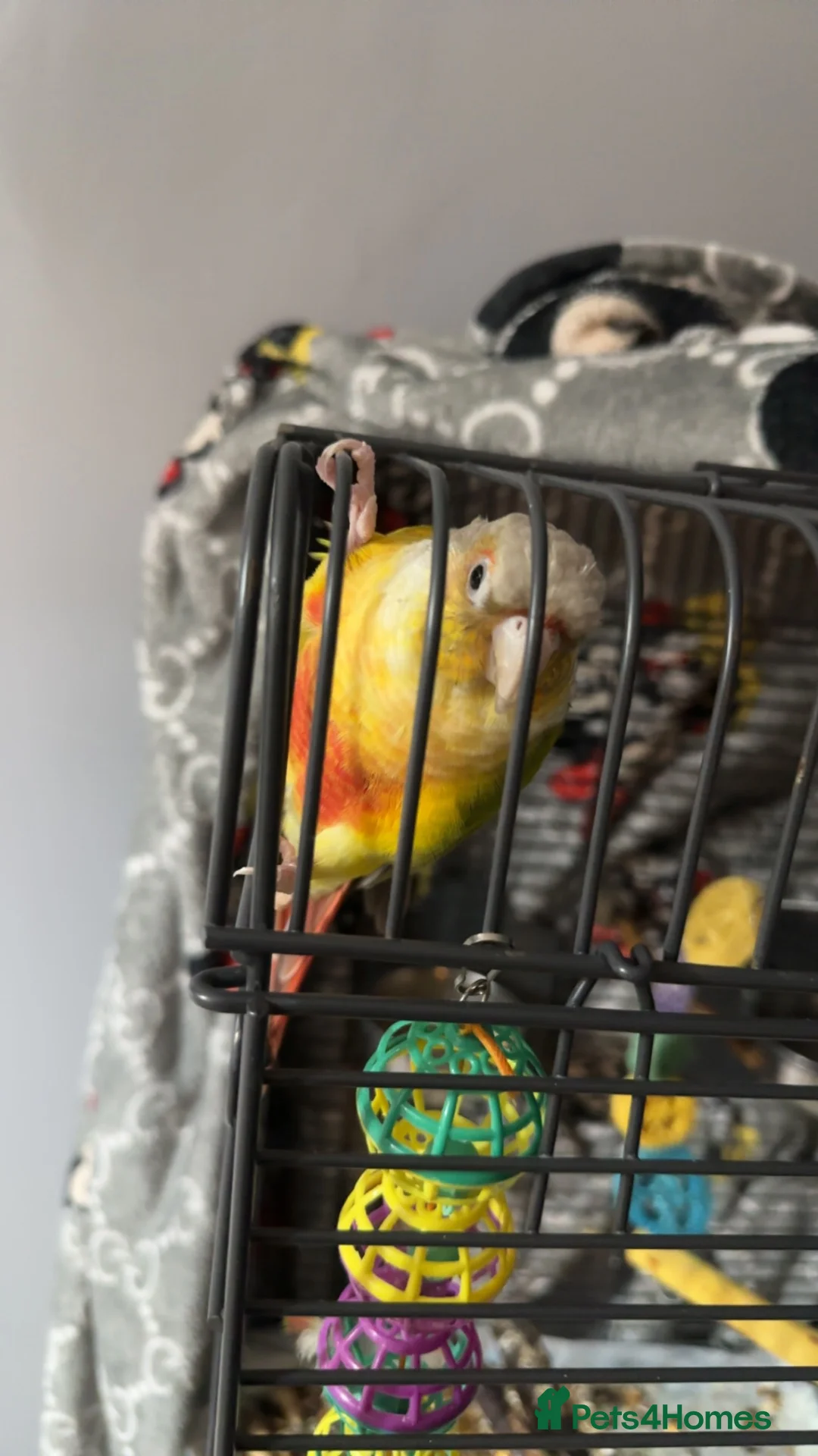 Conures birds for sale: Green Cheeked pineapple conure  in Wolverhampton - Advert 5