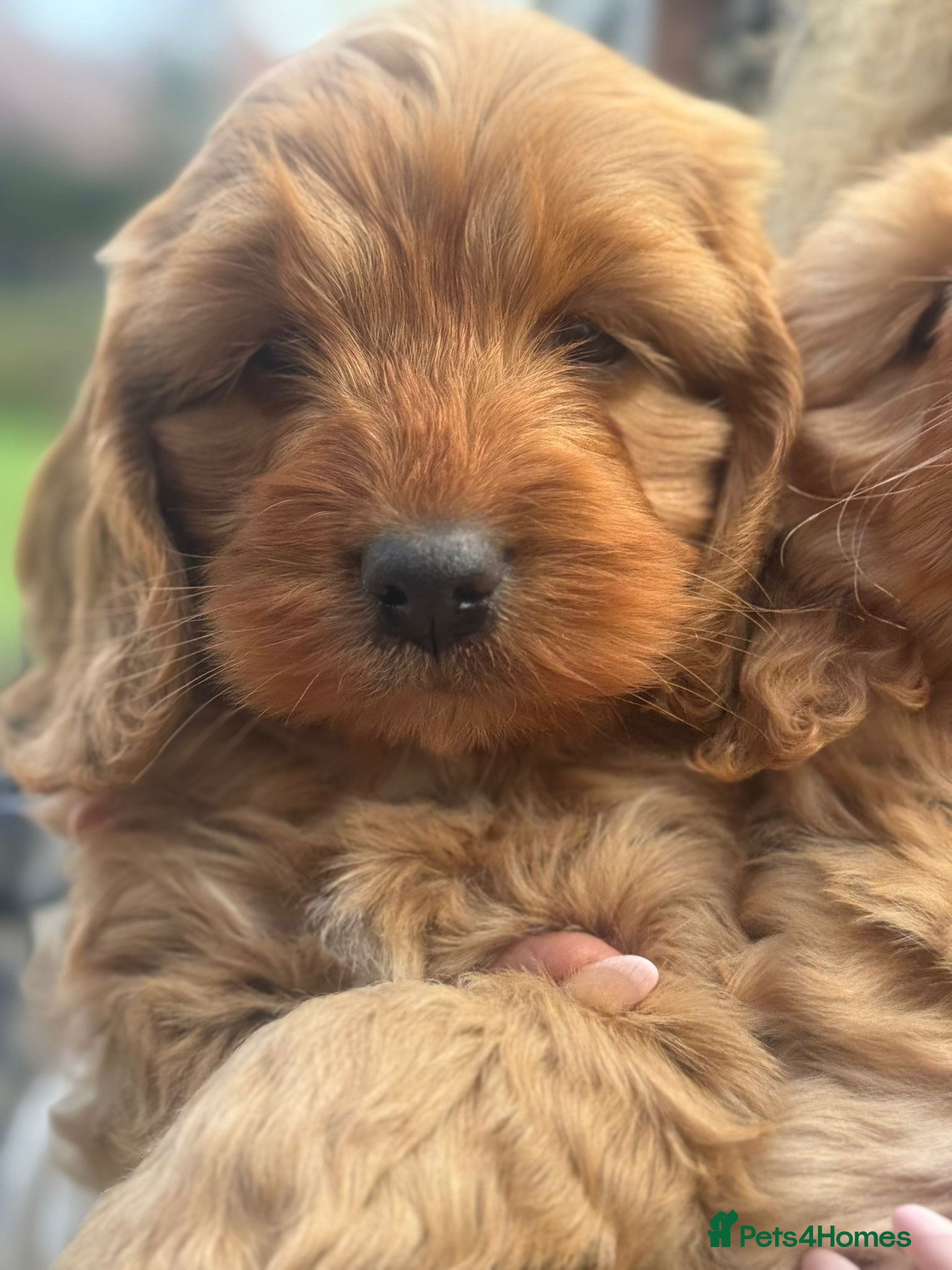 Cockapoo dogs 🌟Ready for homes Now🌟 Gorgeous F2 Cockapoos 🐶 - Advert 1