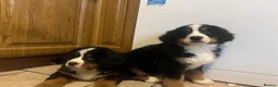 Bernese Mountain Dog dogs for sale: STUNNING BERNESE PUPPIES LAST GIRL - Advert 2