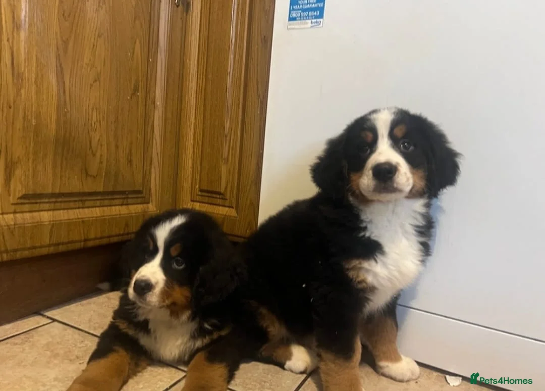 Bernese Mountain Dog dogs for sale: STUNNING BERNESE PUPPIES LAST GIRL - Advert 2