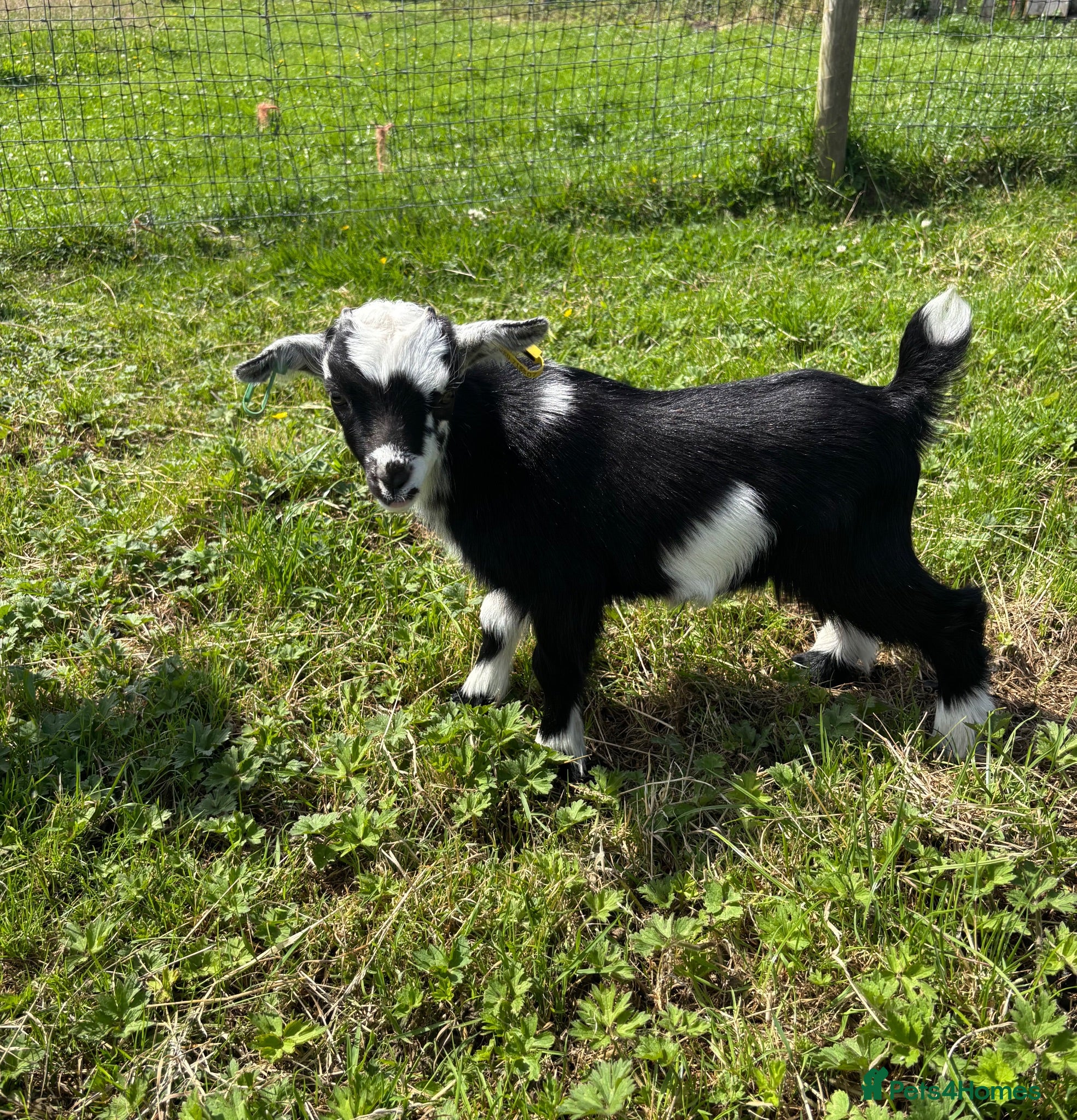 Goats livestock 2x Pygmy wethers for sale  - Advert 2