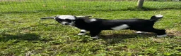 Goats livestock for sale: 2x Pygmy wethers for sale  - Advert 1