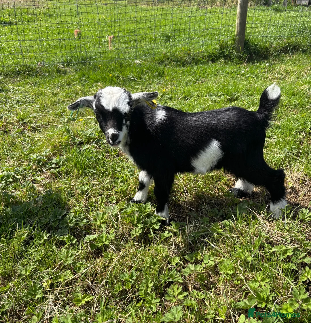 Goats livestock for sale: 2x Pygmy wethers for sale  - Advert 1
