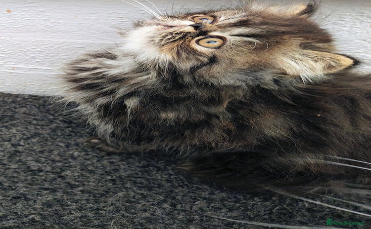Persian cats - Advert 1