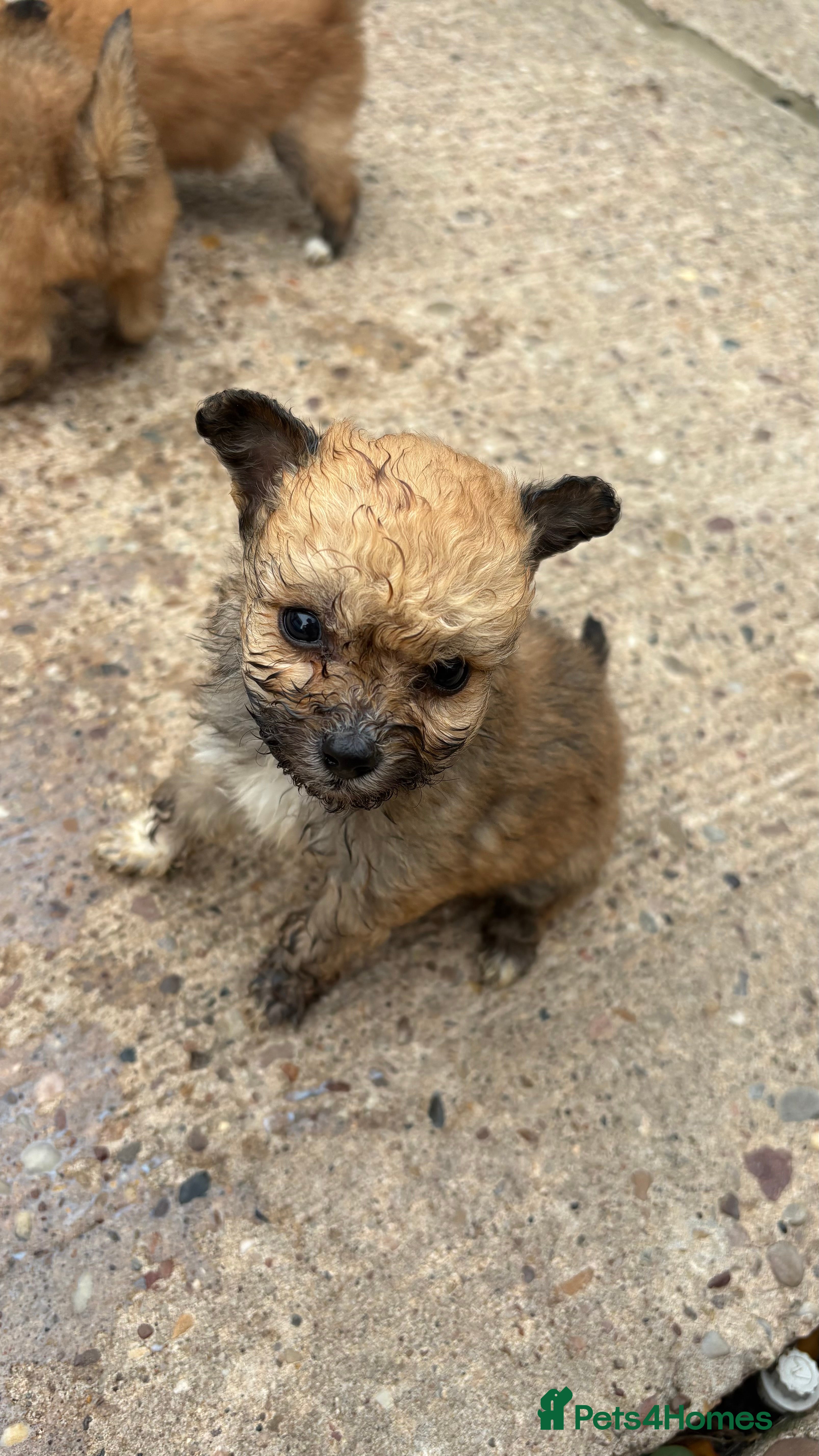 Mixed Breed Puppy 3