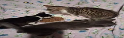 Mixed Breed cats for sale: Beautiful Kittens for sale in Mansfield - Advert 9