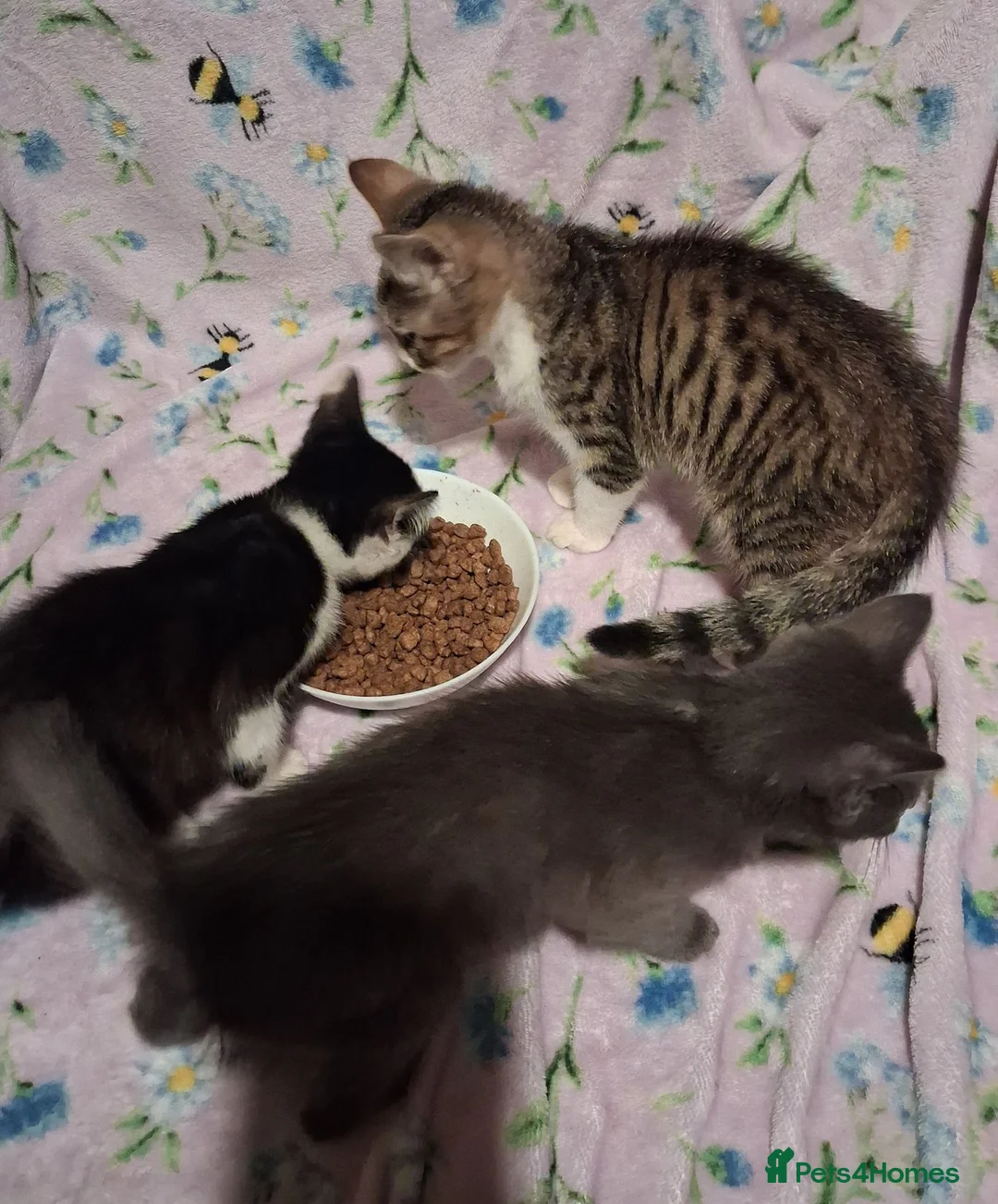 Mixed Breed cats for sale: Beautiful Kittens for sale in Mansfield - Advert 9