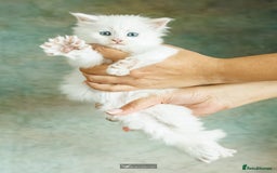 Maine Coon cats for sale: White Polydactyl boy / Russian import parents - Advert 21