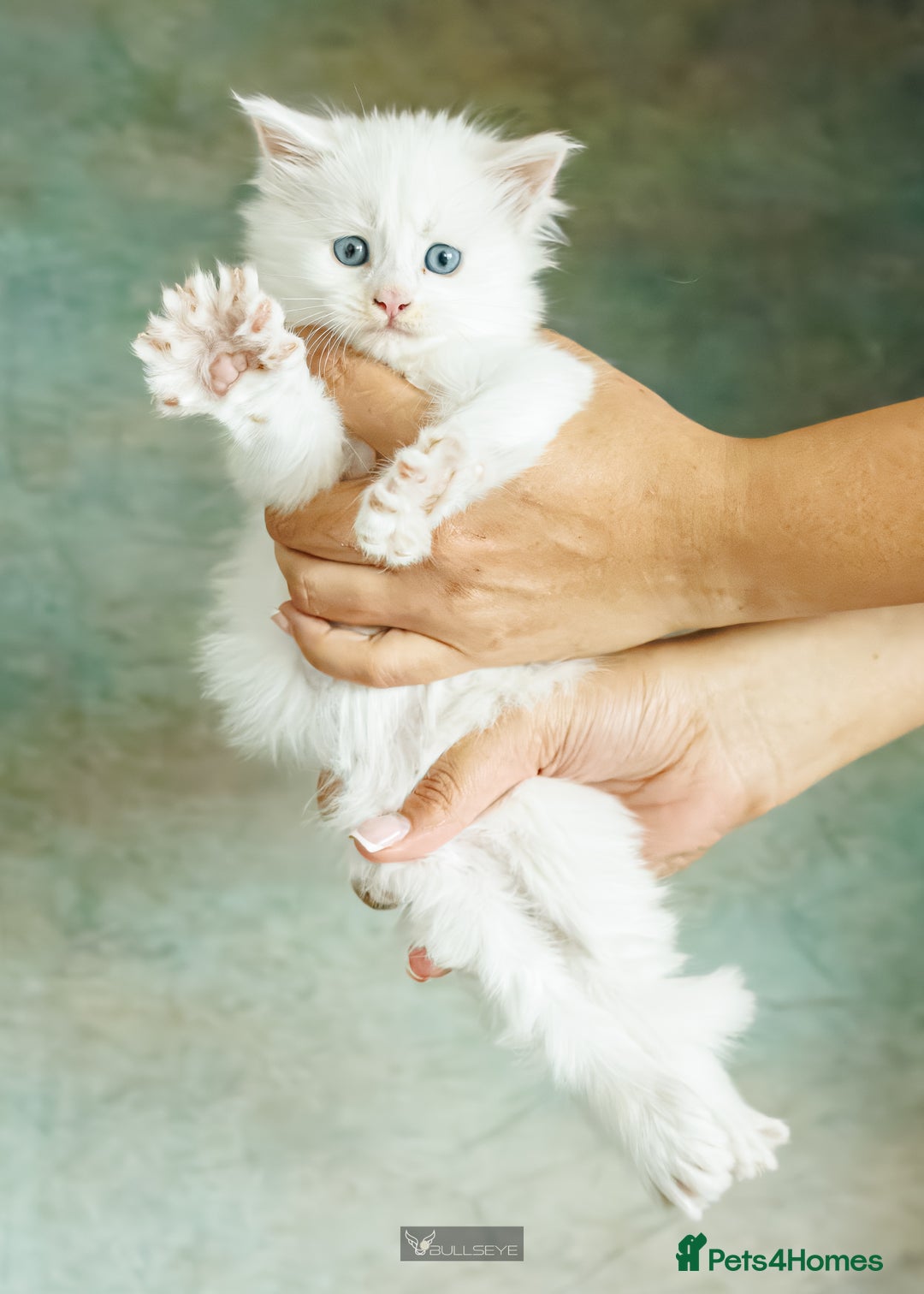 Maine Coon cats for sale: White Polydactyl boy / Russian import parents - Advert 21