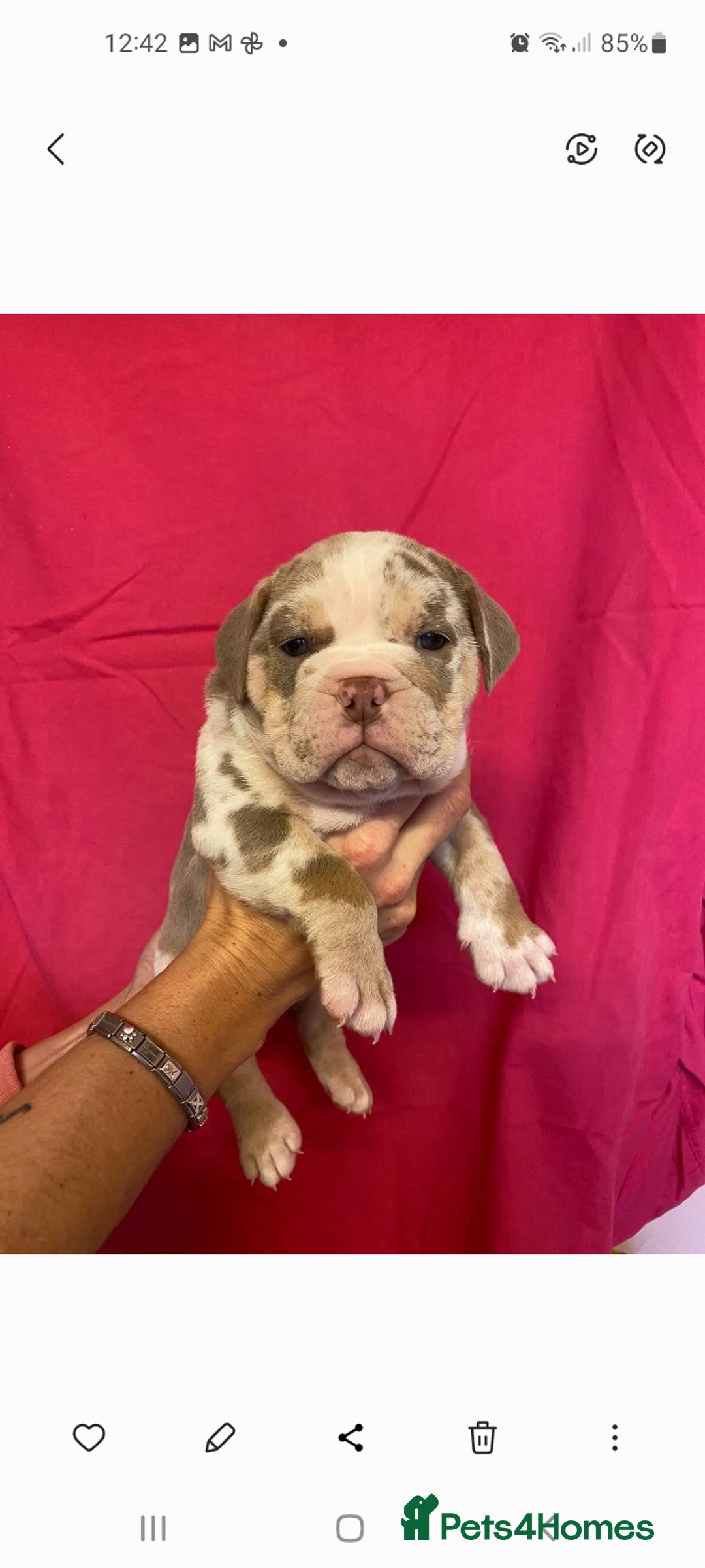 Mixed Breed dogs for sale: F1 olde English bulldog - Advert 9