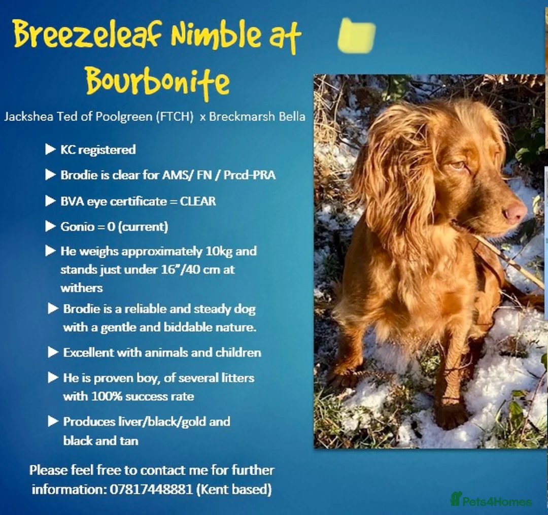 Cocker Spaniel dogs for stud:  A Well Bred, DNA HT KC REG Working Cocker in Tonbridge - Advert 4