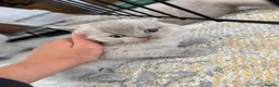 British Shorthair cats for sale: Lilac British shorthair GCCF registered - Advert 6