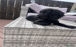 Cocker Spaniel dogs for sale: Cocker spaniel pups - Image 8