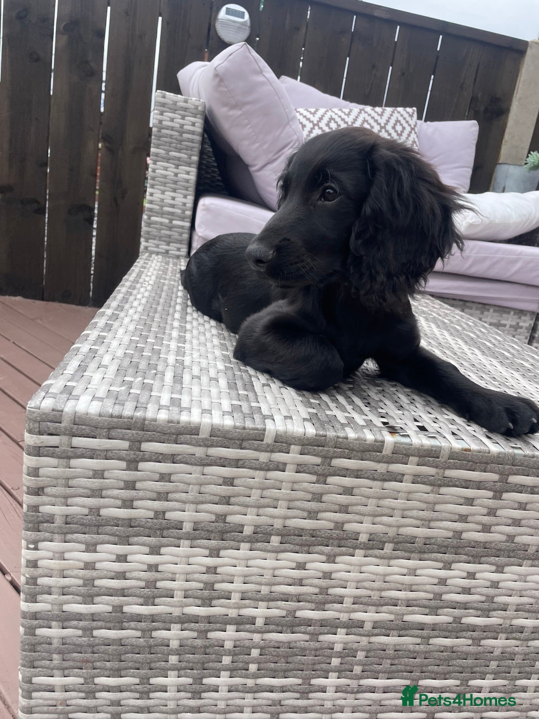 Cocker Spaniel dogs for sale: Cocker spaniel pups - Image 8