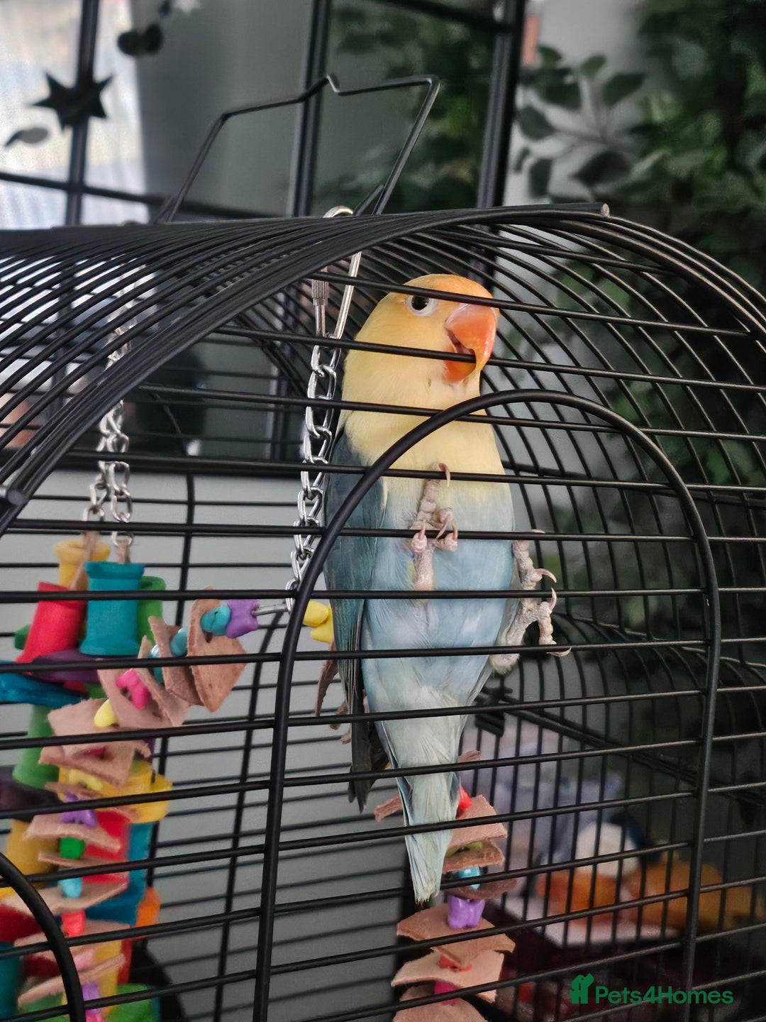 Lovebirds birds for sale: 2 bonded female lovebirds to be taken together.  - Advert 6