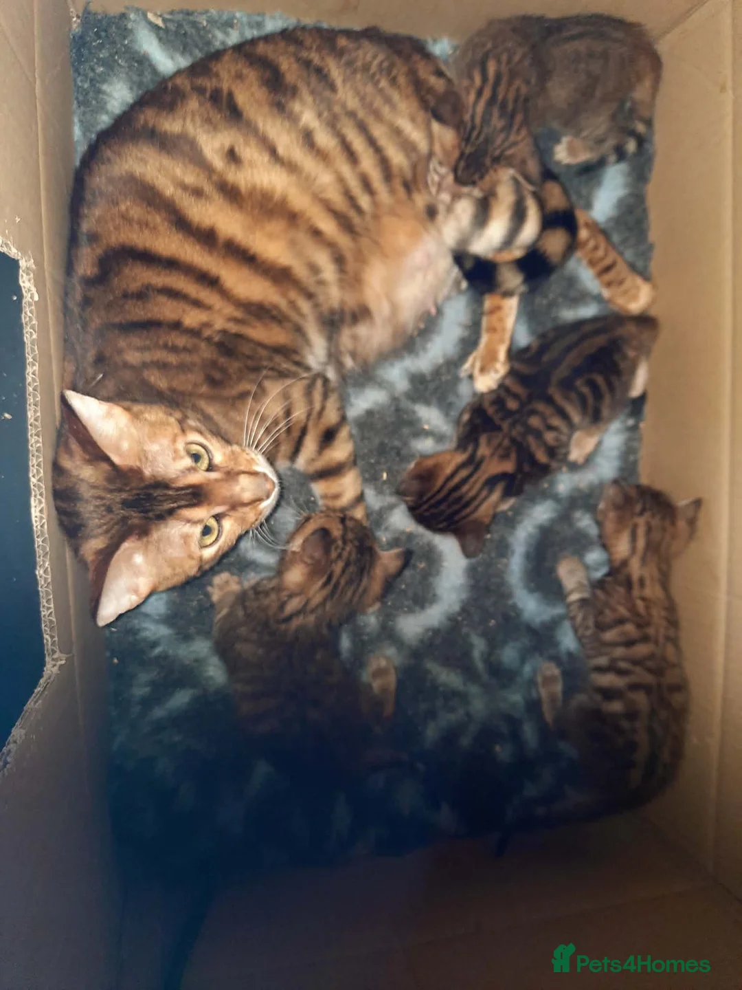 Toyger cats for sale: Stunning wild looking pedigree Toyger cubs in Bexleyheath - Advert 8