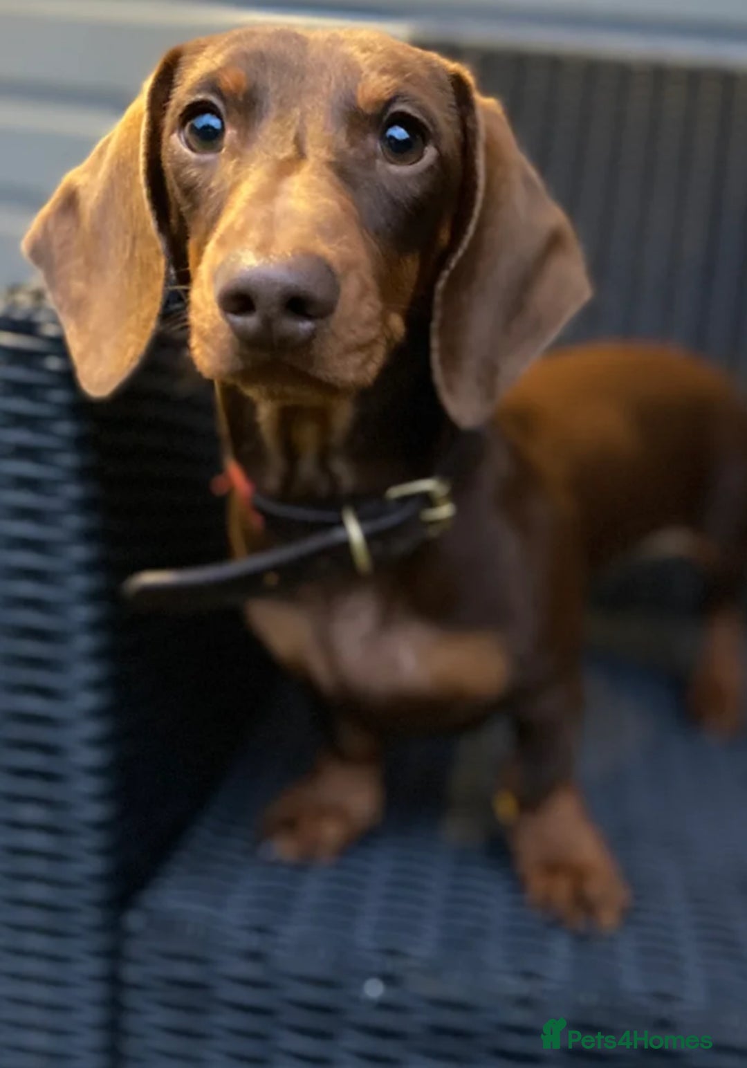 Miniature Dachshund dogs for sale: Two male miniature daschund puppies for sale  - Advert 3