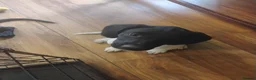 Springador dogs for sale: Beautiful springadors, 6 boys 2 girls.  - Advert 12