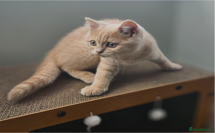 British Shorthair cats - Advert 1