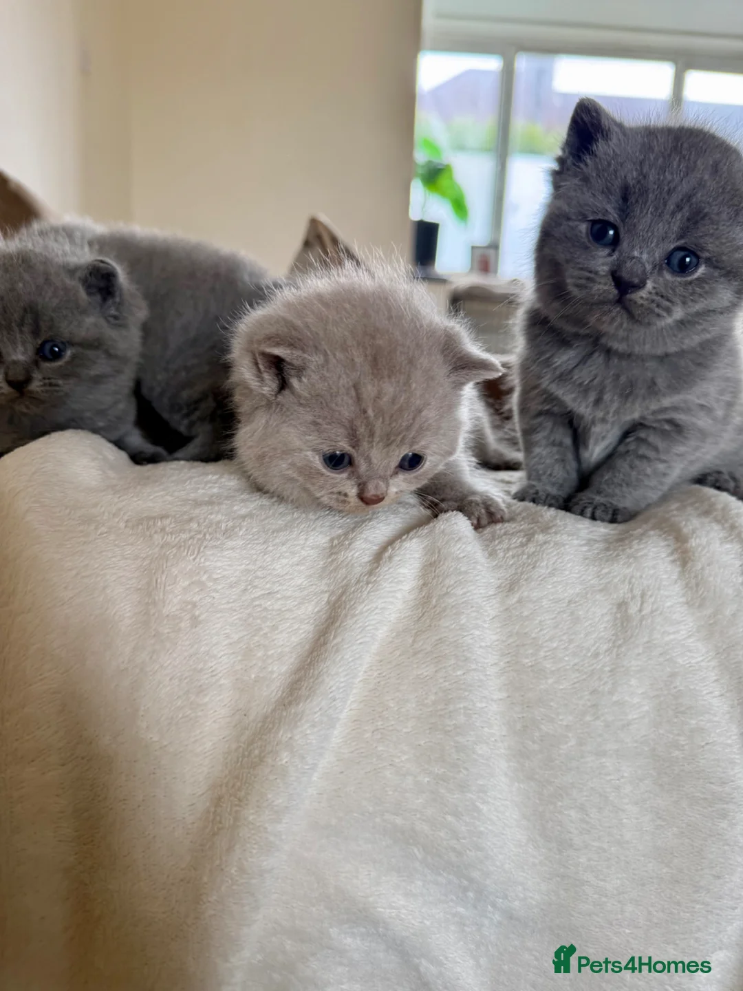 British Shorthair cats for sale: 4 British shorthair kittens  - Advert 24