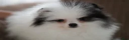 Pomeranian dogs for sale: Cute puppies  - Advert 21