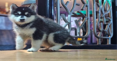 Alaskan Malamute dogs - Advert 7