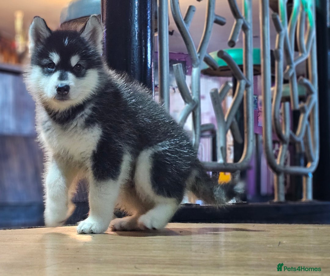 Alaskan Malamute dogs for sale: Full pedigree Alaskan Malamute Puppies - Image 3
