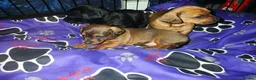 Dachshund dogs for sale: Dachshund puppies LAST BOY LEFT - Advert 17