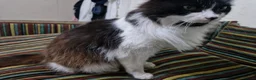 Mixed Breed cats for sale: Friendly male cat - Advert 3