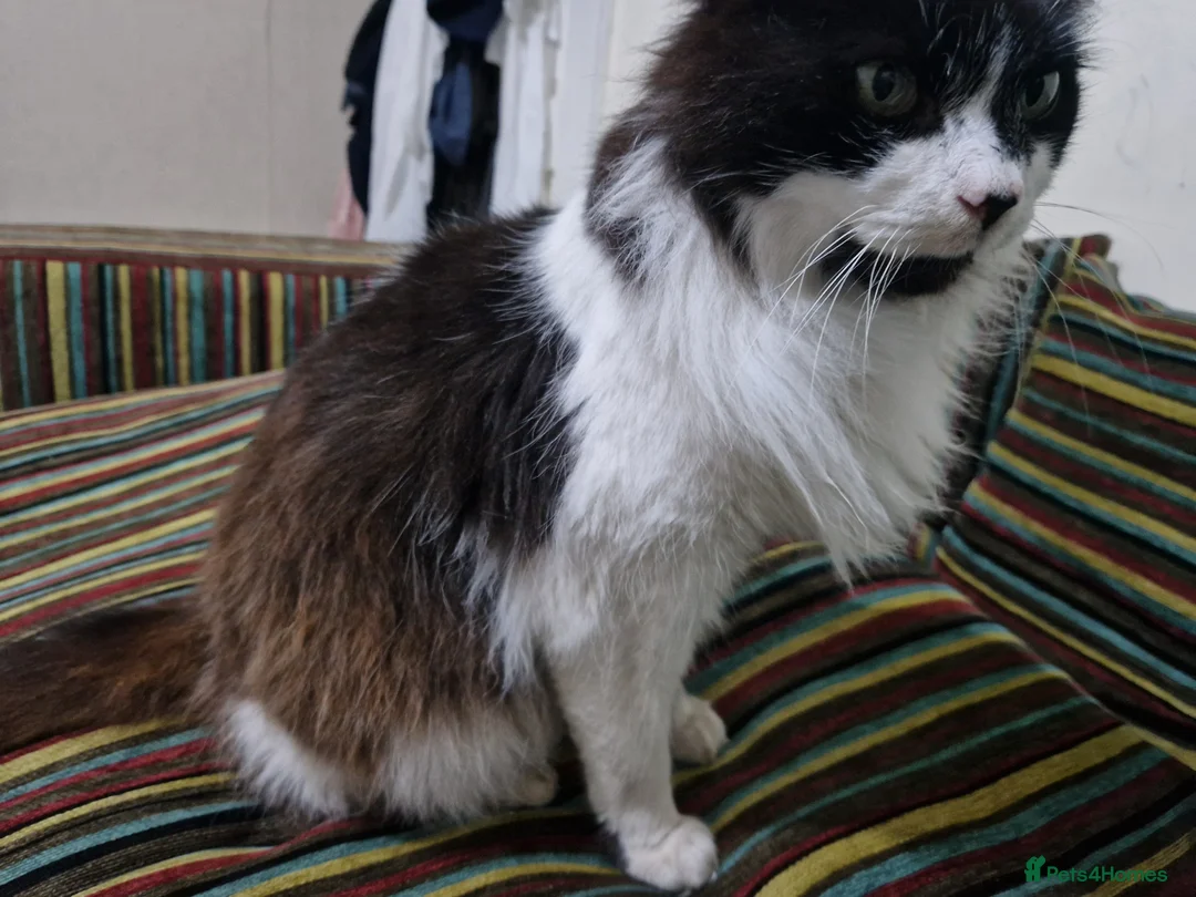 Mixed Breed cats for sale: Friendly male cat - Advert 3
