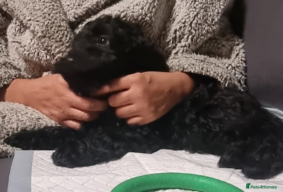 Cockapoo dogs for sale: SEAL COTE... Mini Cockapoo  - Advert 7