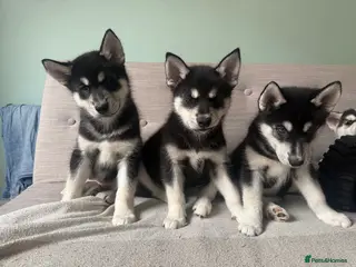 Siberian Husky dogs Siberian huskies, ready for their new home ♥️ - Advert 1