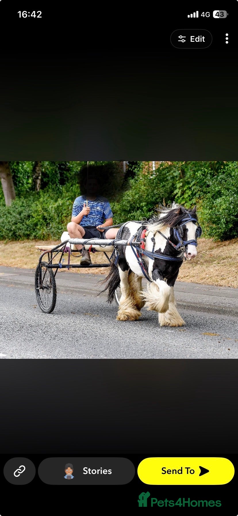 Irish Cob horses 🔥mush🔥 - Advert 8