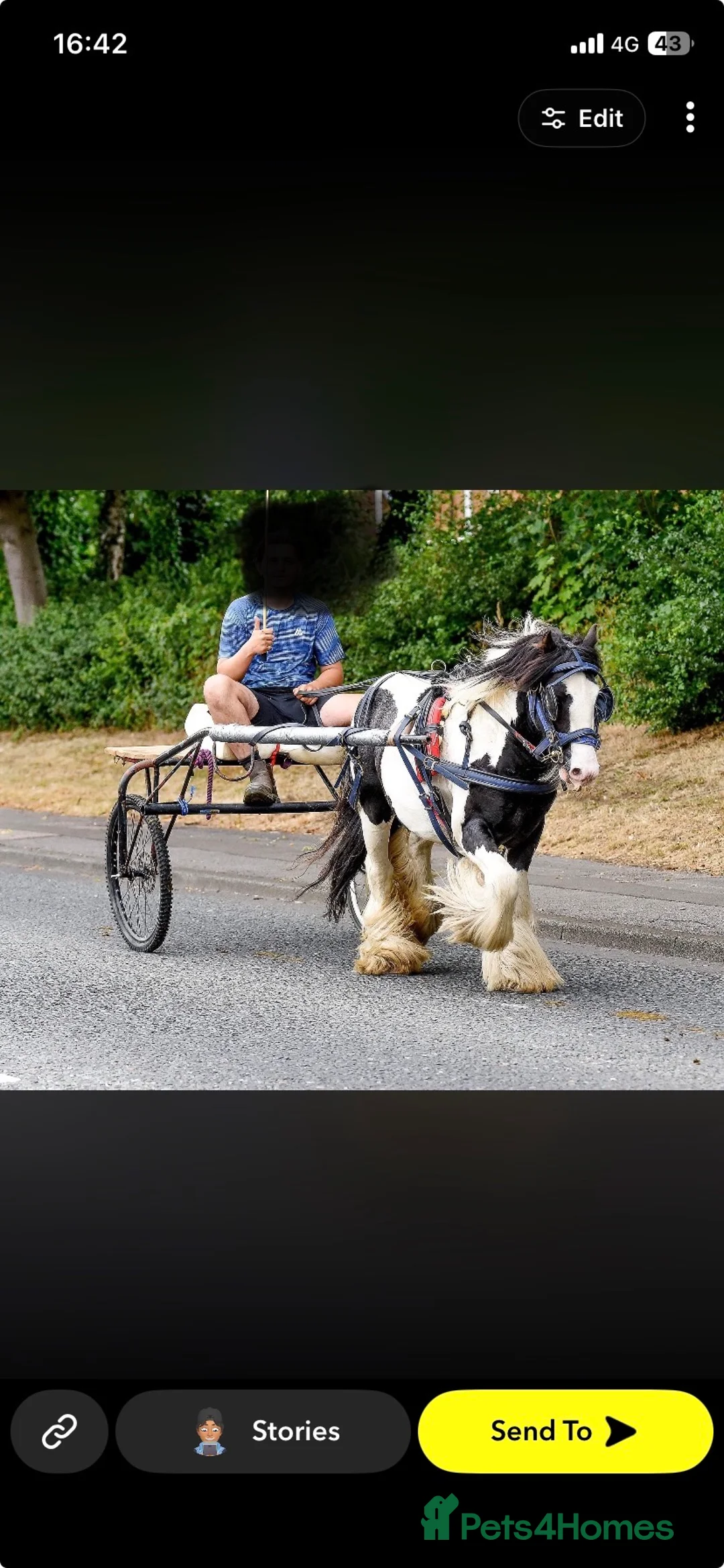 Irish Cob horses for sale: 🔥mush🔥 in Hebburn - Advert 1