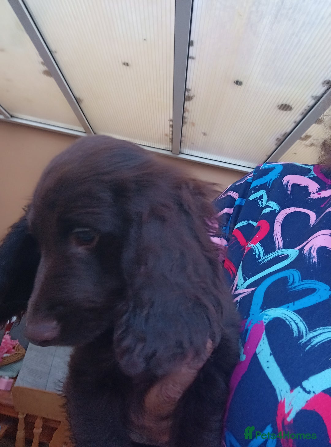 Cocker Spaniel dogs for sale: FULLY VACCINATED AND READY TO LEAVE  - Image 13