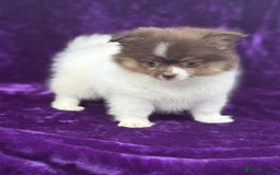 Pomeranian dogs for sale: Chocolate parti boy ready now x - Image 7