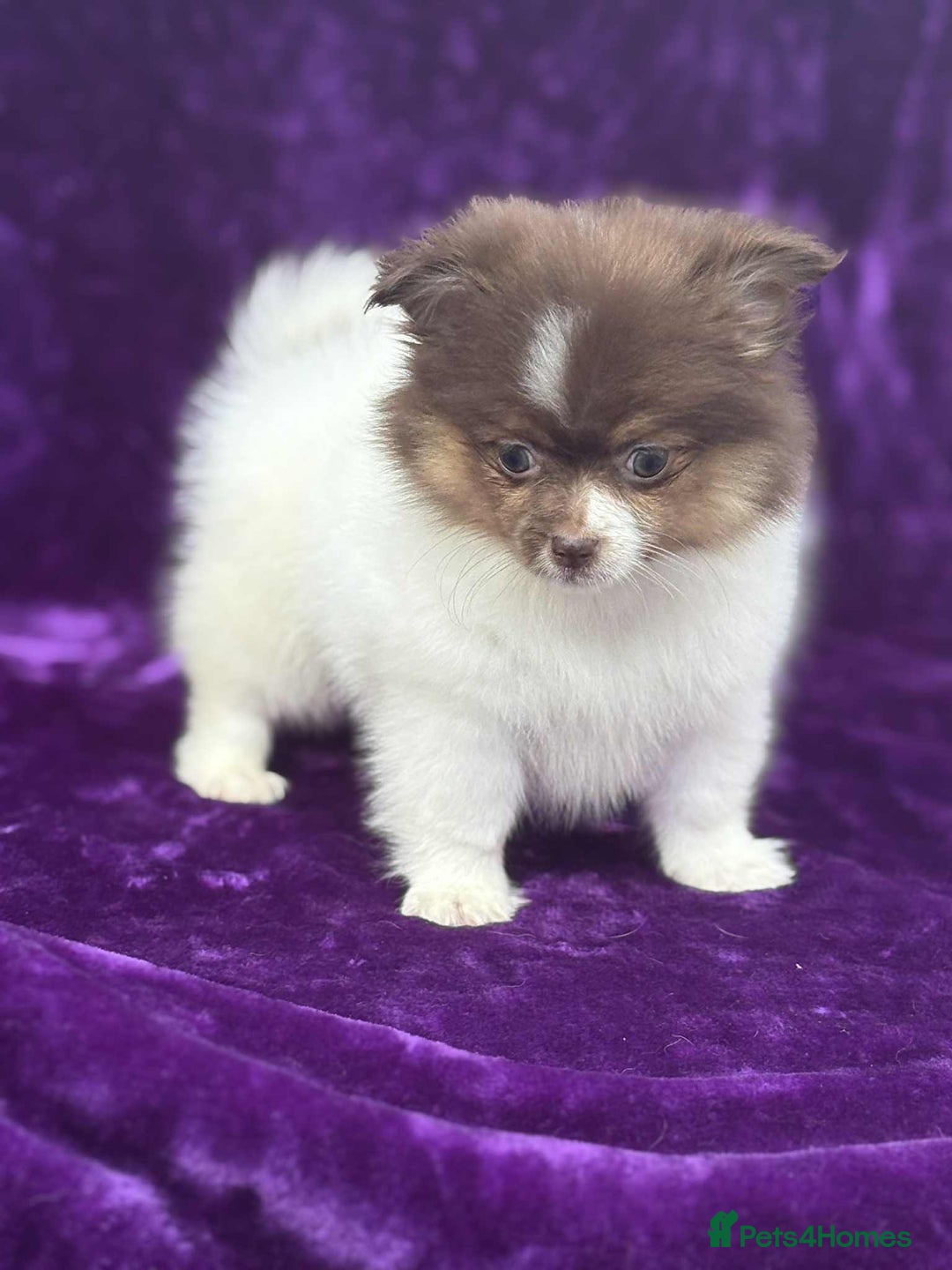 Pomeranian dogs for sale: Chocolate parti boy ready now x - Image 7