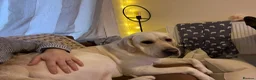 Labrador Retriever dogs for sale: Wonderful Toby  - Advert 5