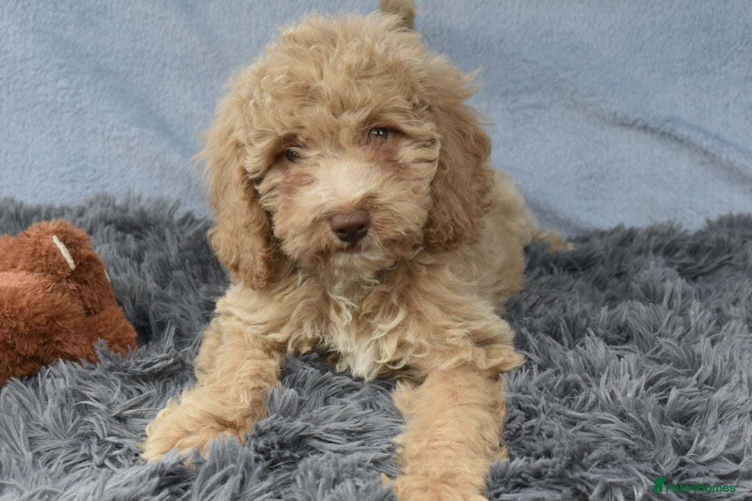 Cavapoo dogs for sale: F1b Cavapoo Puppies – DNA Tested in Rugby - Image 8