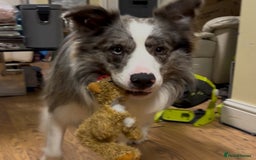 Border Collie dogs for sale: Lucky - The most smartest and CUTEST dog ever!!  - Image 3