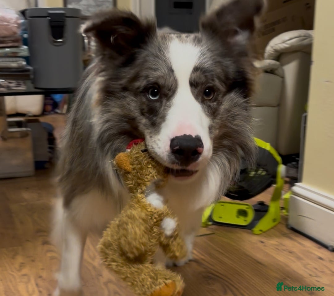 Border Collie dogs for sale: Lucky - The most smartest and CUTEST dog ever!!  - Image 3