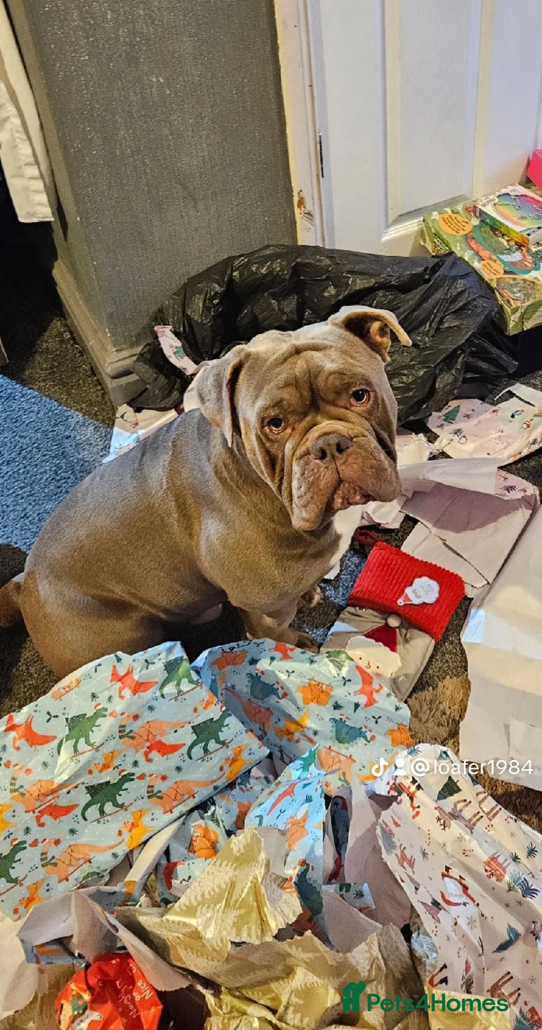 Olde English Bulldogge dogs for stud: Lilac old english bulldogge  in Workington - Advert 3