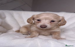 Miniature Dachshund dogs for sale: ℂ𝕝𝕖𝕒𝕣 ℂ𝕣𝕖𝕒𝕞 𝕄𝕚𝕟𝕚 𝔻𝕒𝕔𝕙𝕤𝕙𝕦𝕟𝕕𝕤 in Bootle - Image 13